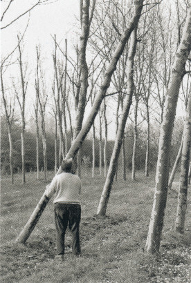 Arbre penché pré-cultivé en pépiniaire