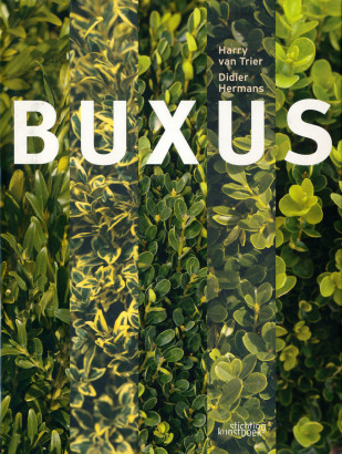 Buxus