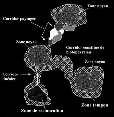 Schéma de corridors écologiques