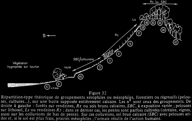 Répartition type théorique de groupements xérophiles ou mésophiles, forestiers ou régressifs, sur une butte supposée entièrement calcaire