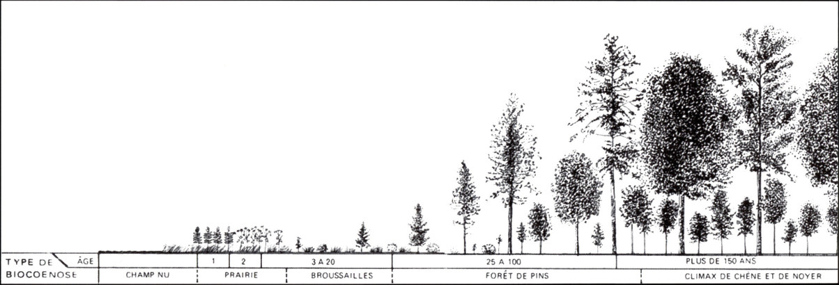 Succession forestière