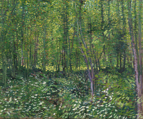 Arbres et sous-bois