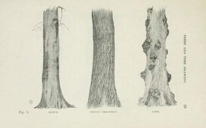 Beech sweet chestnut lime