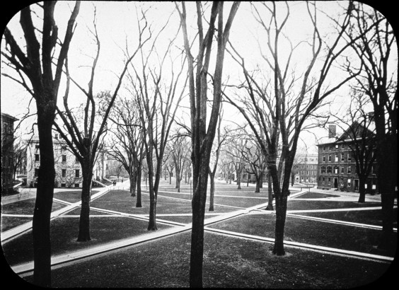 The Harvard yard