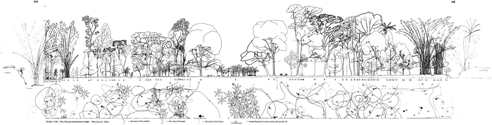 Tropical forest architectural analysis as applied to agroforestry in the humid tropics The example of traditional village-agroforestry in West Java