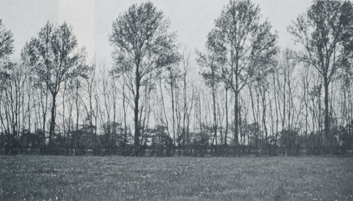 Les grands brise-vent, arbres de haut jet, arbres en cépée, arbustes buissonnants