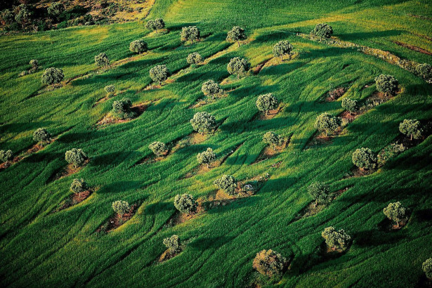 Verger parmi les blés, région de Salonique, Macédoine, Grèce