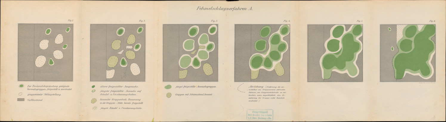 Schematische darstellung des fehmelschlag-verfahrens A bei gruppenweisem anhieb der bestände