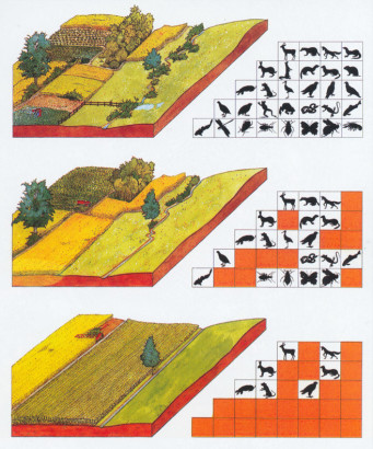 Je weniger strukturen die landschaft aufweist, desto weniger tiere finden sich darin