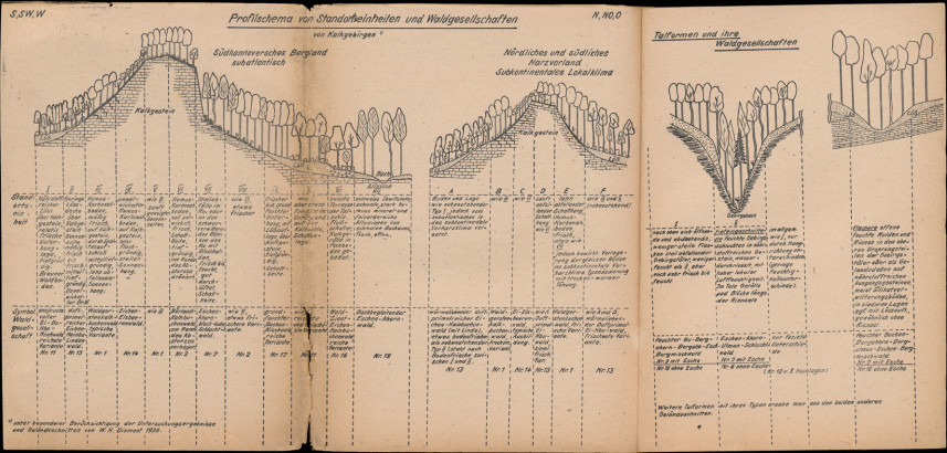 Profilschema von standortseinheiten und waldgesettschaften von Kalkgebirgen