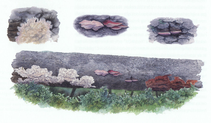 Phlebia centrifuga, Fomitopis rosea, Phellinus ferrugineofuscum